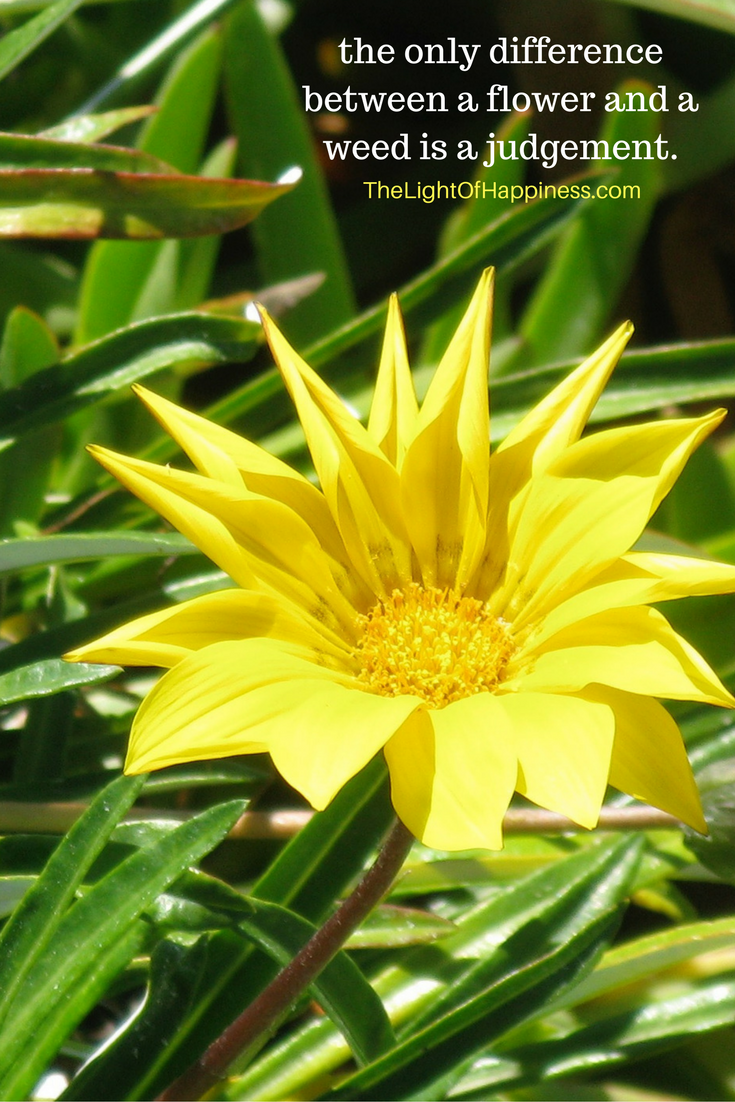 The Only Difference Between a Flower and a Weed is a Judgement
